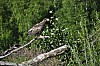 Steller_Sea_Eagle_Young.jpg