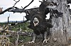 Steller_Sea_Eagle_chick.jpg