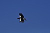 Stellers_Sea_Eagle_flight2.jpg