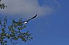Stellers_sea_eagle_wingtag_flight.jpg