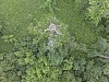 Eagle_nest12.jpg