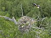 Eagle_nest17.jpg