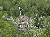 Eagle_nest18.jpg