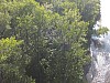 Eagle_nest24.jpg