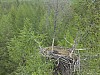 Eagle_nest6.jpg