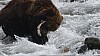 Bear_fishing1.jpg