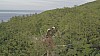 Eagle_nest21.jpg
