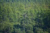Eagle_nest27_Motykley.jpg