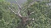 Eagle_nest34_Tauy.jpg