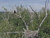 Eagle_nest4_100_1.jpg