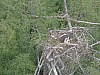 Eagle_nest9.jpg