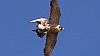 Peregrine_common_gull.jpg