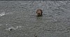 bear_fishing.jpg