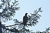 DSC_0067.jpg
