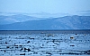 Tide-balagannoe.jpg