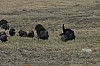 DSC_0007.jpg