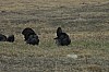 DSC_0008.jpg