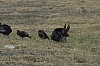 DSC_0017.jpg