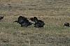 DSC_0033.jpg