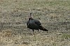 DSC_0036.jpg