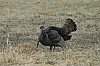 DSC_0037.jpg