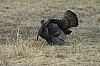 DSC_0038.jpg