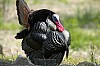 DSC_0038.jpgb.jpg