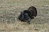 DSC_0039.jpg
