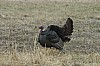 DSC_0040.jpg
