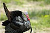 DSC_0040.jpgb.jpg