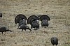 DSC_0041.jpg