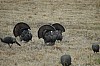DSC_0042.jpg