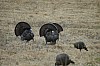 DSC_0043.jpg