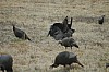 DSC_0045.jpg