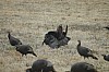 DSC_0046.jpg