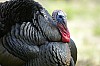 DSC_0047.jpgb.jpg