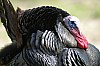 DSC_0048.jpgb.jpg