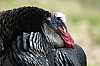 DSC_0049.jpgb.jpg