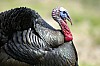 DSC_0050.jpgb.jpg