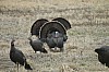 DSC_0056.jpg