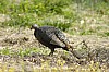 DSC_0056.jpgb.jpg
