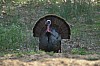 DSC_0059.jpg