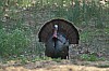 DSC_0060.jpg