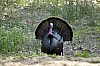 DSC_0060.jpgb.jpg