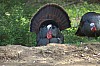DSC_0062.jpg