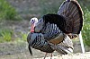 DSC_0063.jpgb.jpg