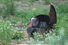 DSC_0065.jpg