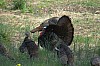 DSC_0066.jpg