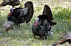 DSC_0067.jpgb.jpg