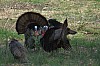 DSC_0069.jpg